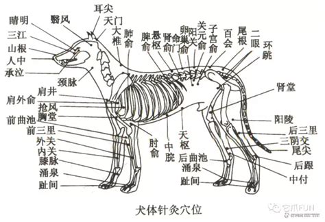 狗穴|它爪FUN：分享狗狗穴位图